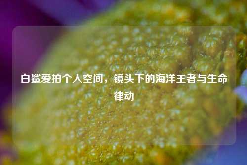 白鲨爱拍个人空间，镜头下的海洋王者与生命律动