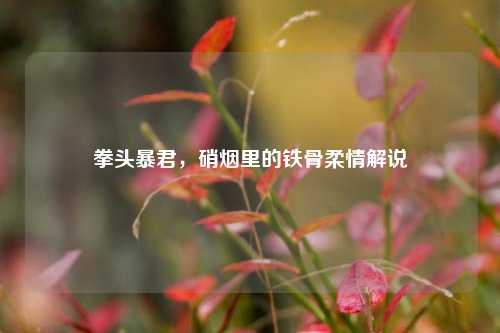 拳头暴君,硝烟里的铁骨柔情解说