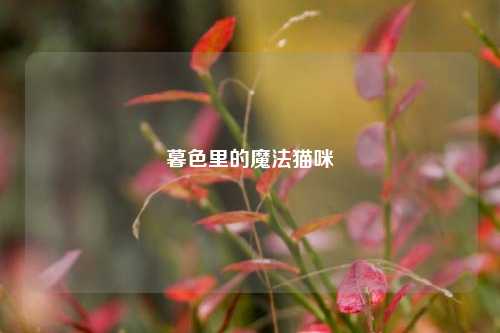 暮色里的魔法猫咪