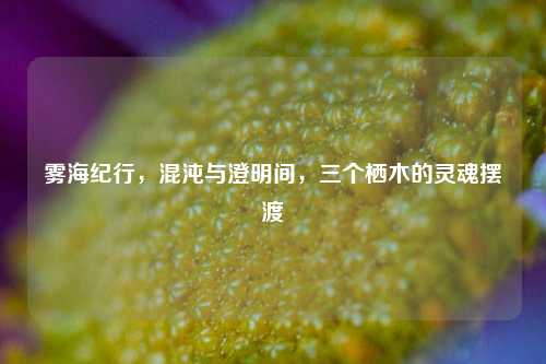 雾海纪行,混沌与澄明间,三个栖木的灵魂摆渡
