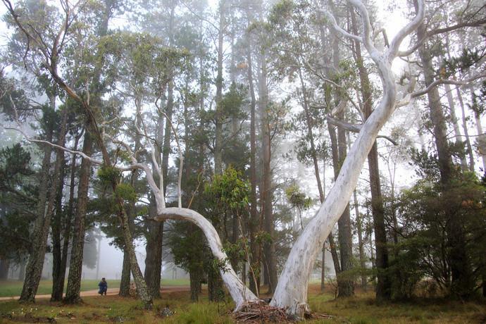 cf绿色烟雾弹,发生火灾时黄绿色的烟雾有害吗