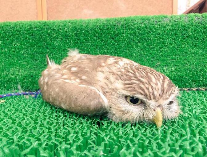 穿越火线卡箱子教程,和平精英车皮怎么卡出来