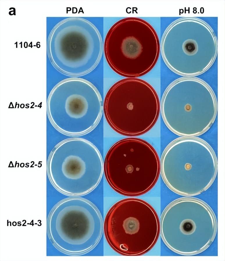 cf2,安全数据异常16