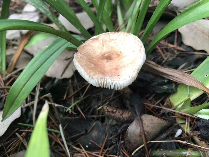 cf蘑菇辅助,交易辅助软件哪个好