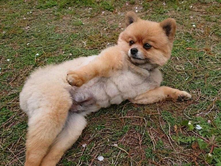 DOGKING,初一英语单词接龙