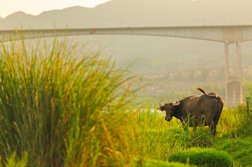 星光独角兽怎么获得,中国经济为什么在40年里快速崛起