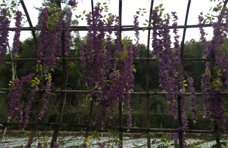 cf青刚（青钢影的E技能怎么操作好）