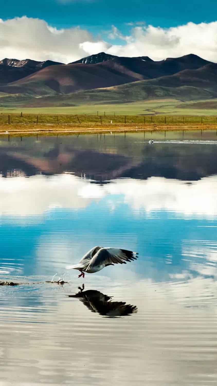 净化的灵魂痕迹,四散的四魂碎片一共有多少片