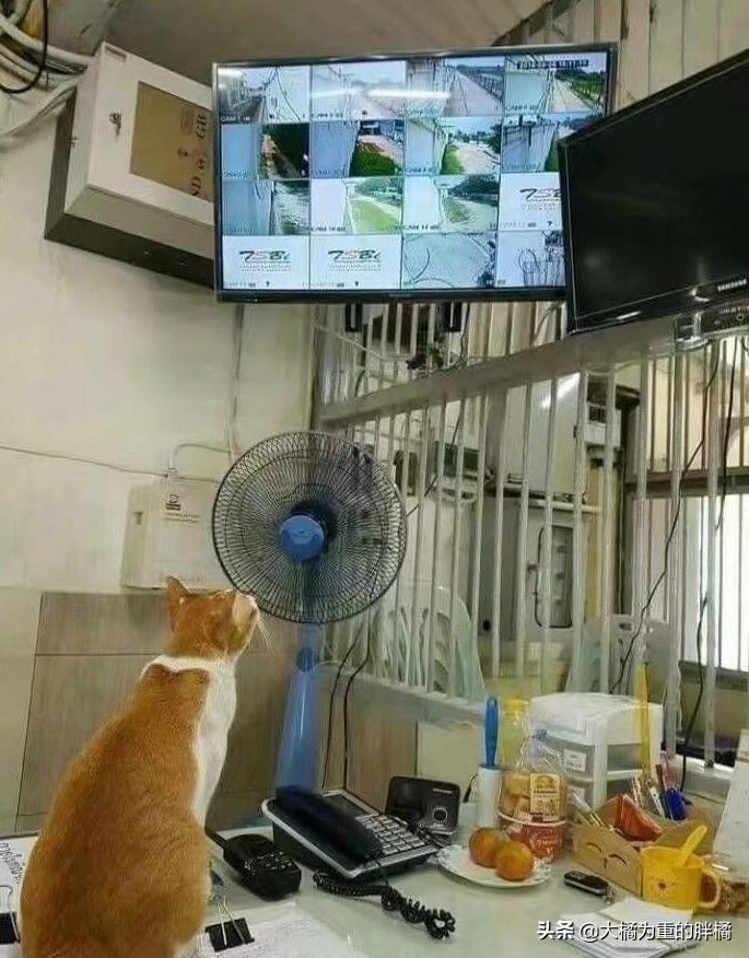 世界上有吃猫鼠吗,孙悟空黑猫警长特点