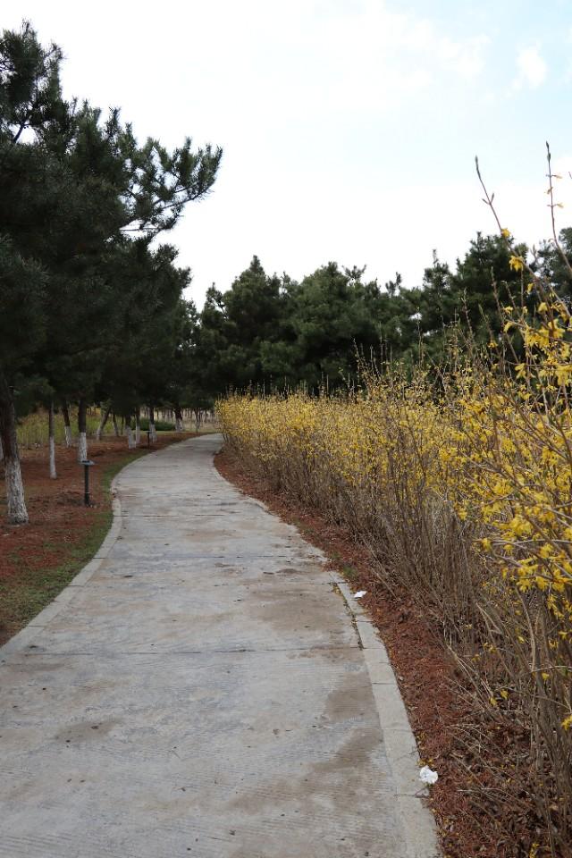 樱花岛网站APP网址进入,秒速5厘米国内什么时候上映