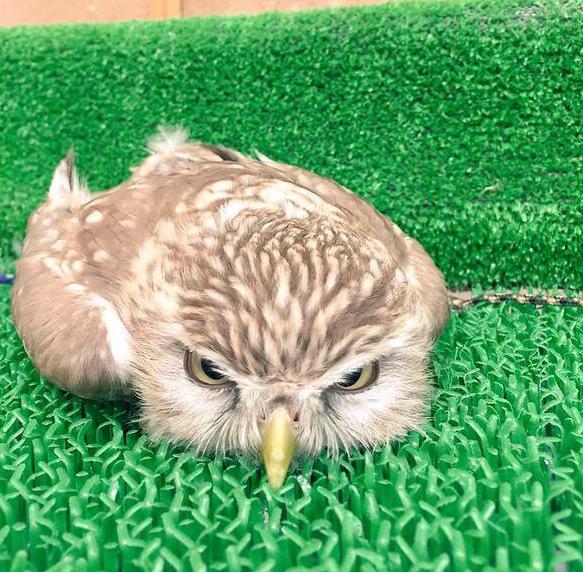 穿越火线卡箱子教程,三轮摩托车卡档需要开大箱吗